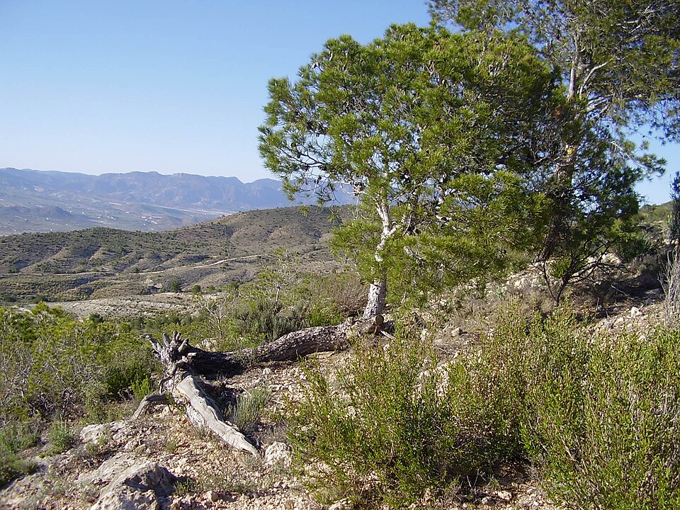 Foto 2 — Monforte del Cid, Alicante (03670)