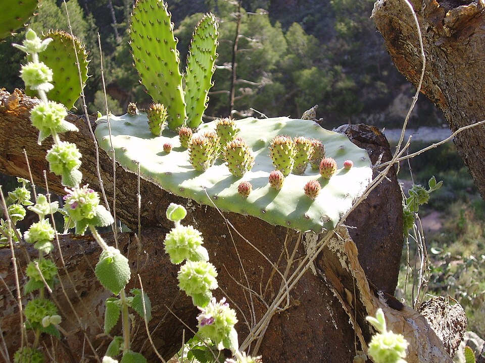 Foto 2 — Novelda, Alicante (03660)