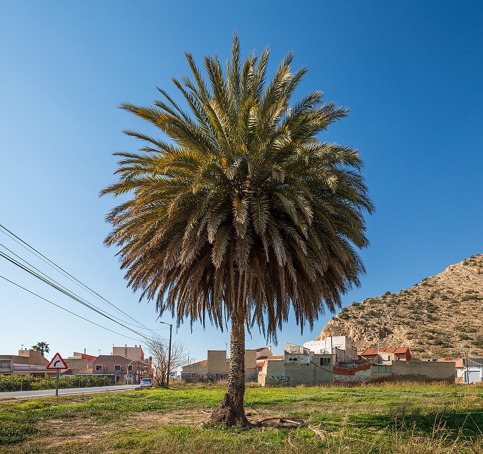 Foto 5 — Redován, Alicante (03340)