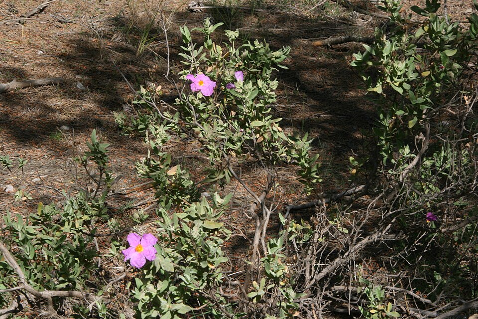 Foto 2 — Abla, Almería (04510)