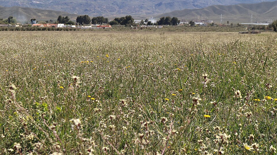 Foto 4 — Tabernas, Almería (04200)