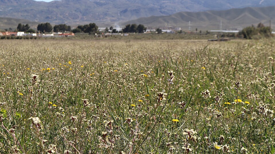 Foto 5 — Tabernas, Almería (04200)