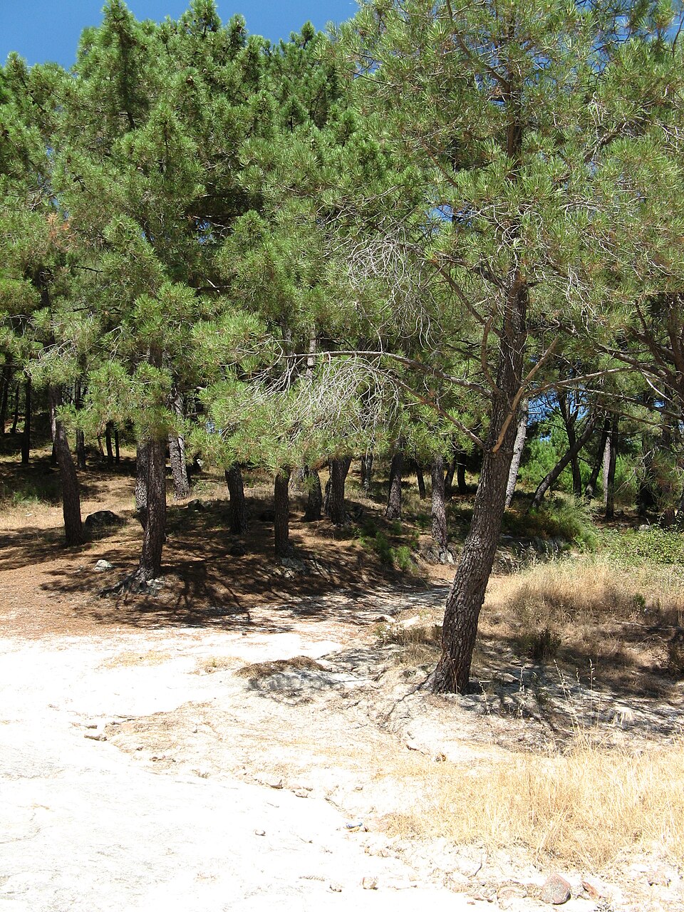 Foto 2 — Piedralaves, Ávila (05440)