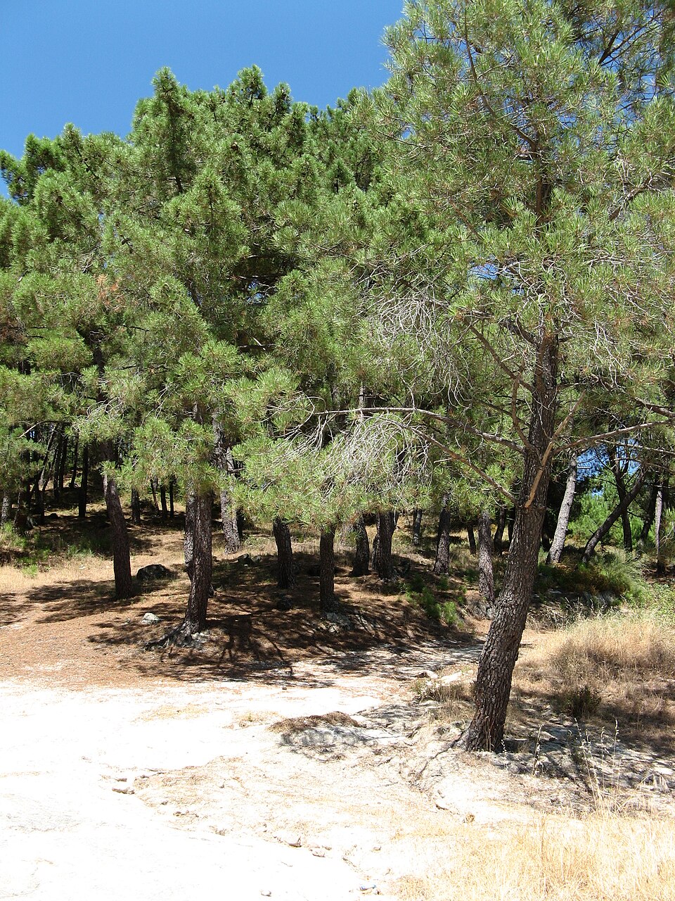 Foto 3 — Piedralaves, Ávila (05440)