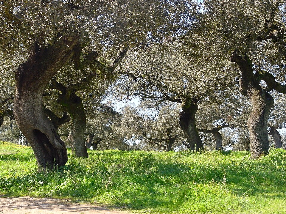 Foto 4 — Higuera la Real, Badajoz (06350)