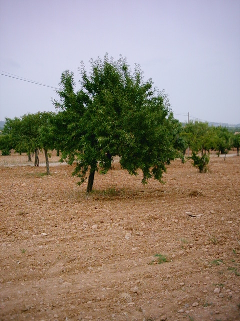 Foto 2 — Bunyola, Islas Baleares (07110)