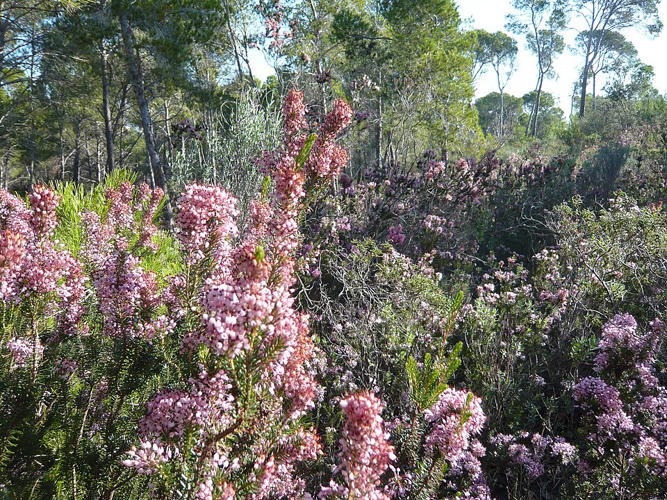 Foto 2 — Calvià, Islas Baleares (07160)