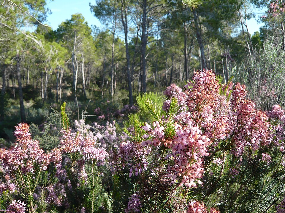 Foto 3 — Calvià, Islas Baleares (07160)