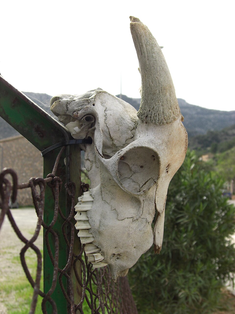 Foto 4 — Sóller, Islas Baleares (07100)