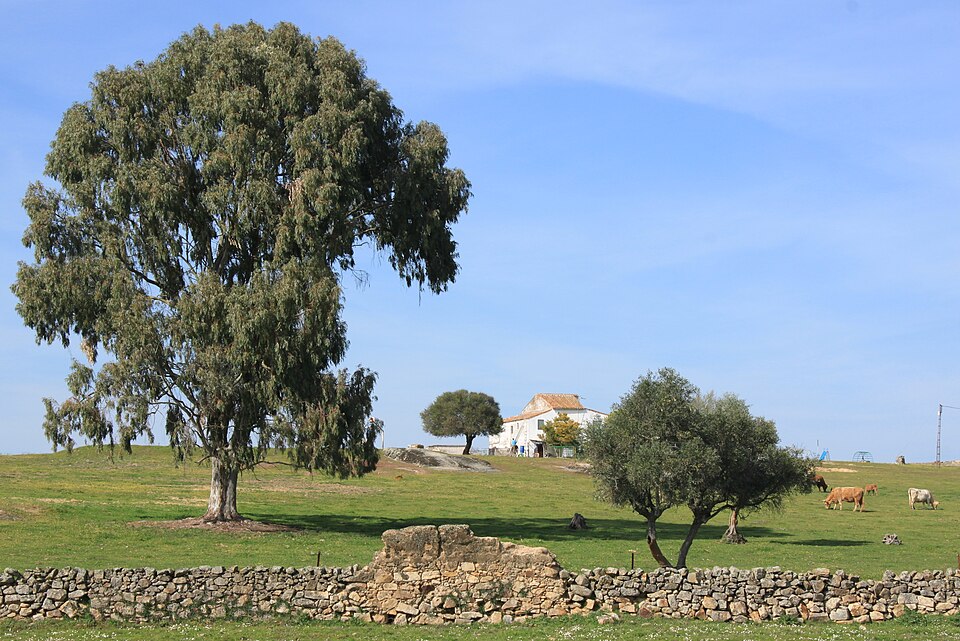 Foto 4 — Casar de Cáceres, Cáceres (10190)