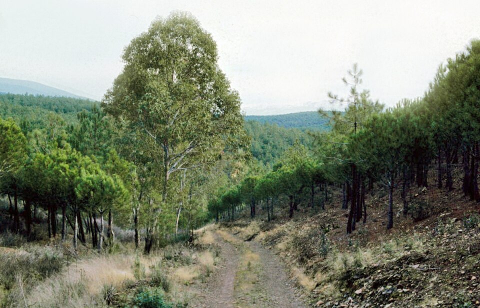 Foto 4 — Zarza de Granadilla, Cáceres (10710)