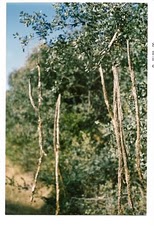 Foto 2 — Villarrubia de los Ojos, Ciudad Real (13670)