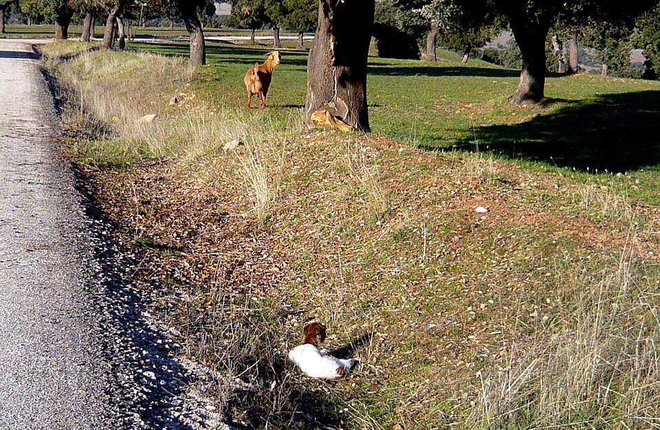 Foto 3 — Viso del Marqués, Ciudad Real (13778)
