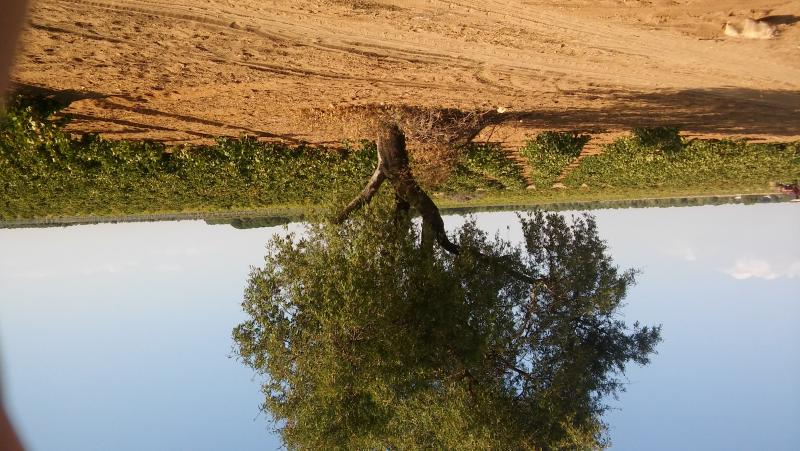 Vista de Arenales de San Gregorio, Ciudad Real (13619)