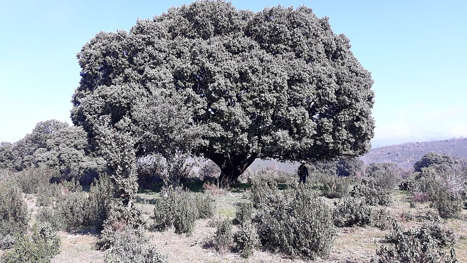 Foto 2 — Encinas Reales, Córdoba (14913)
