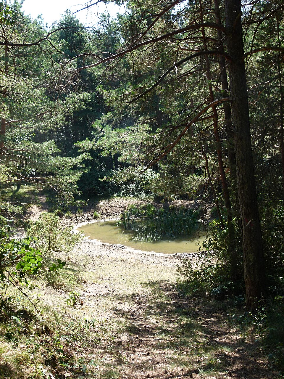 Foto 1 — Campdevànol, Girona (17036)