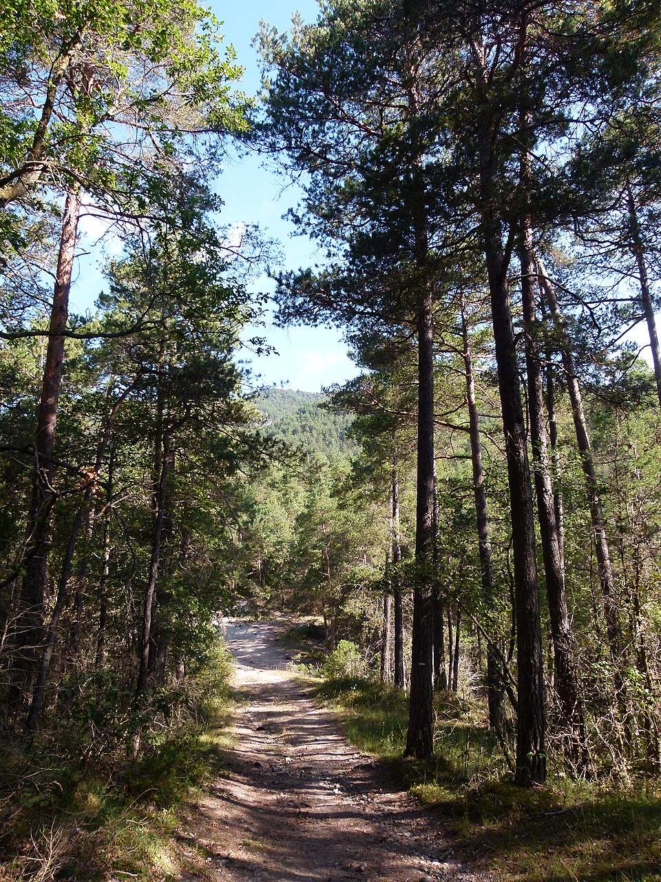Foto 3 — Campdevànol, Girona (17036)