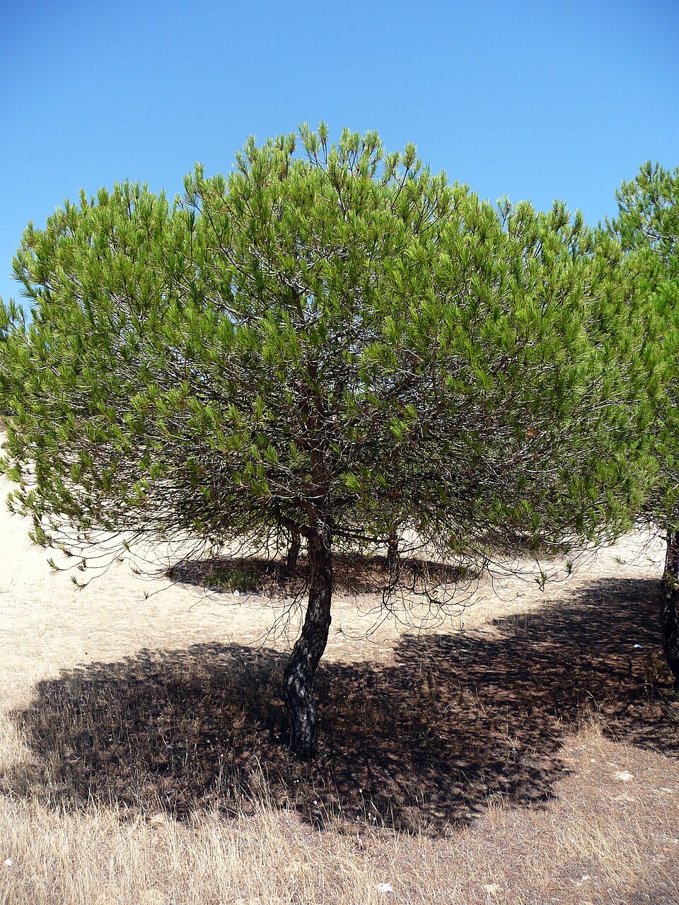 Foto 3 — Cartaya, Huelva (21450)
