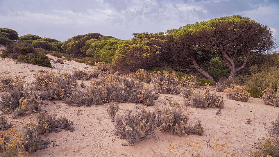 Foto 2 — Punta Umbría, Huelva (21100)
