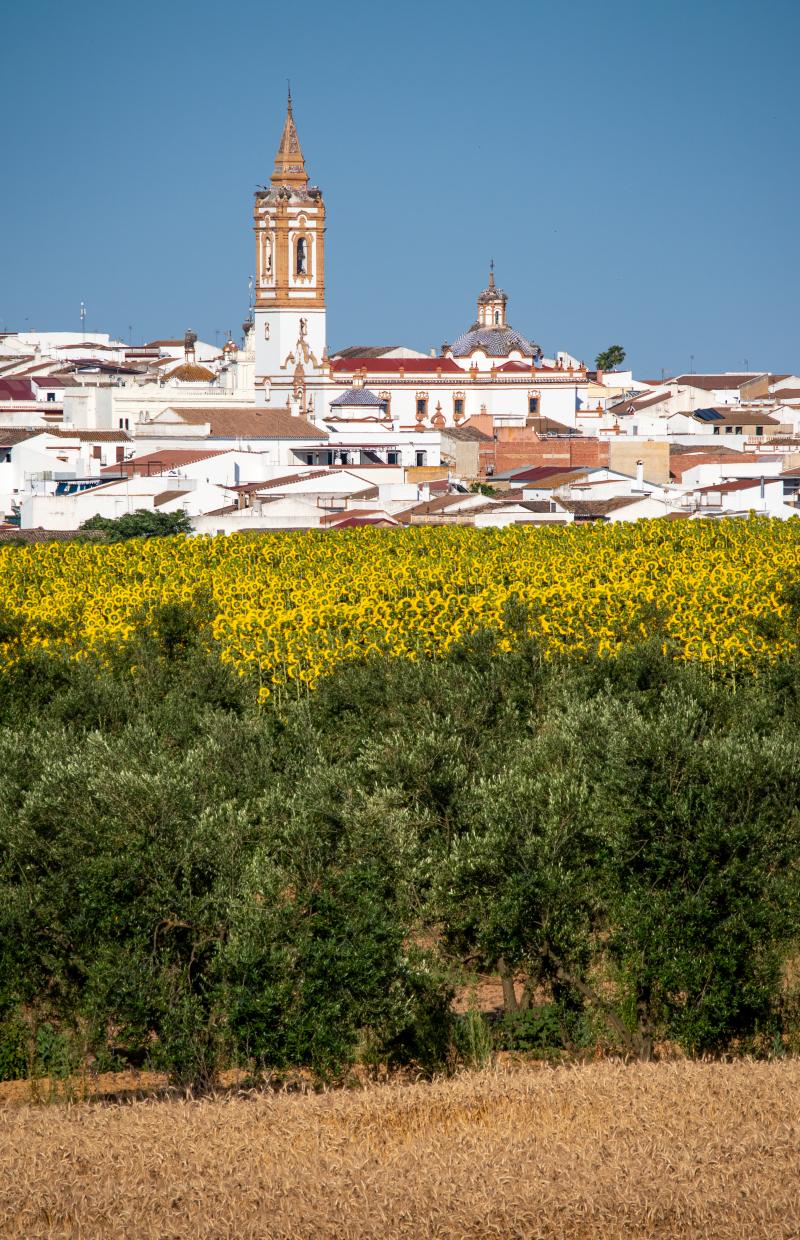 Vista de Rociana del Condado, Huelva (21720)