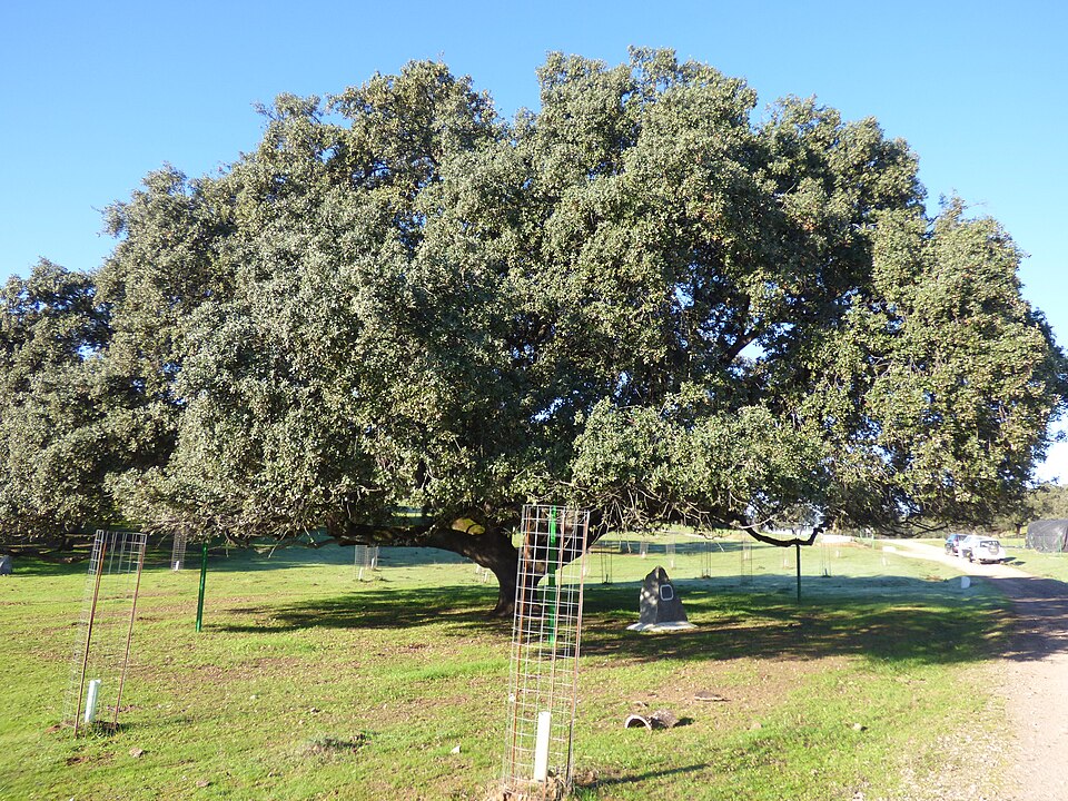 Foto 5 — Santa Olalla del Cala, Huelva (21260)
