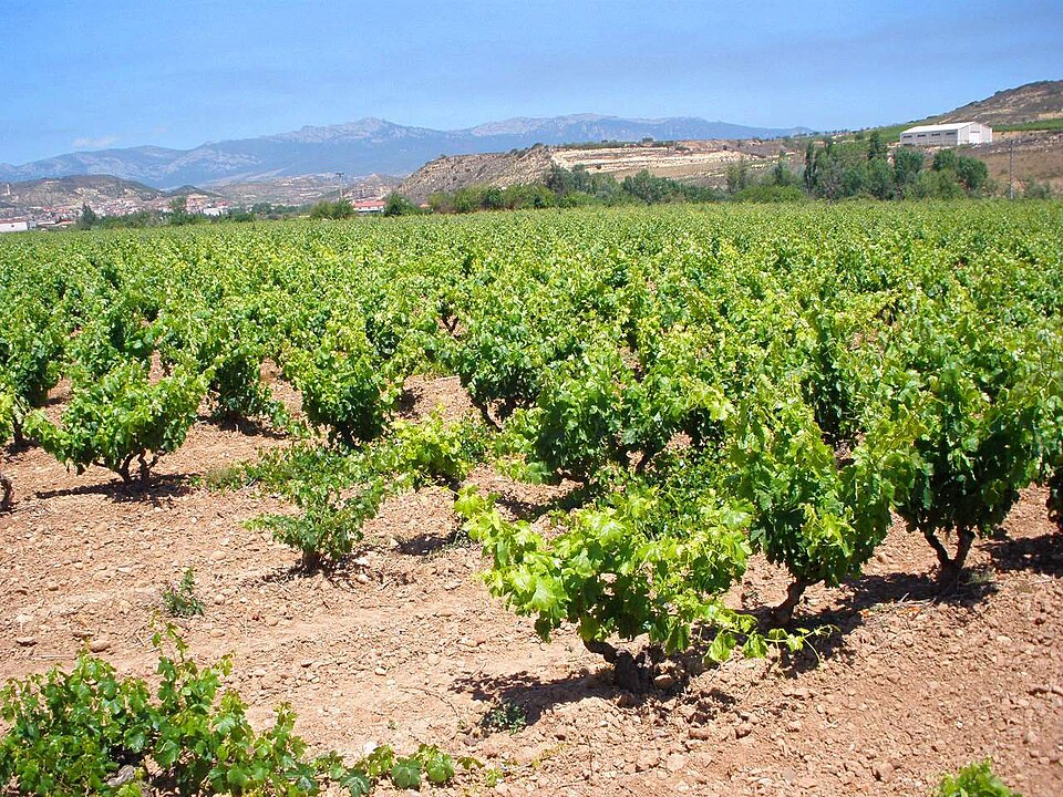 Foto 3 — Fuenmayor, La Rioja (26360)