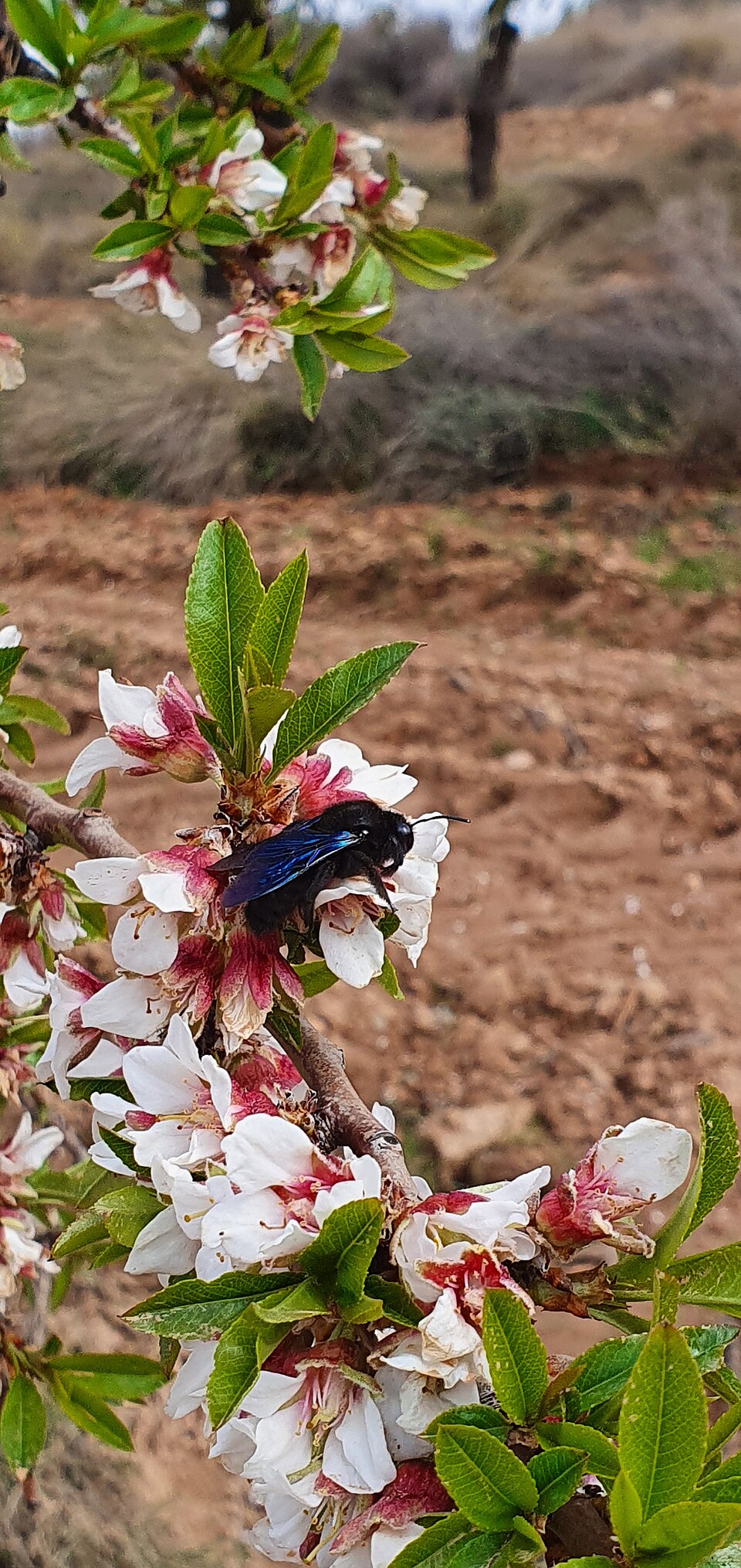 Foto 2 — Nalda, La Rioja (26103)