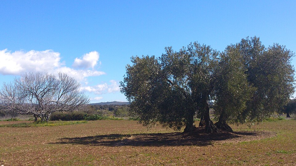 Foto 4 — Cadalso de los Vidrios, Madrid (28640)