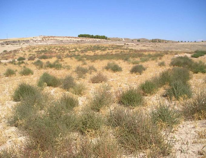 Foto 3 — Titulcia, Madrid (28359)