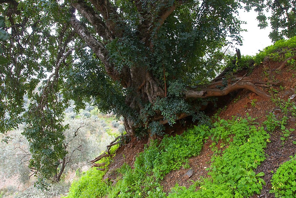 Foto 3 — Comares, Málaga (29195)