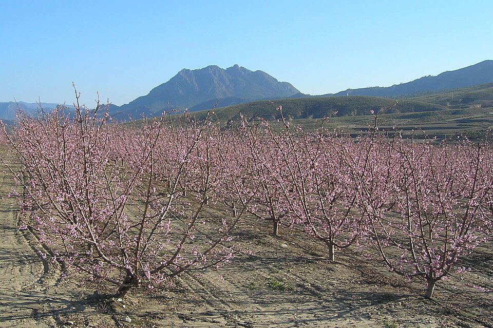 Foto 3 — Cieza, Murcia (30530)