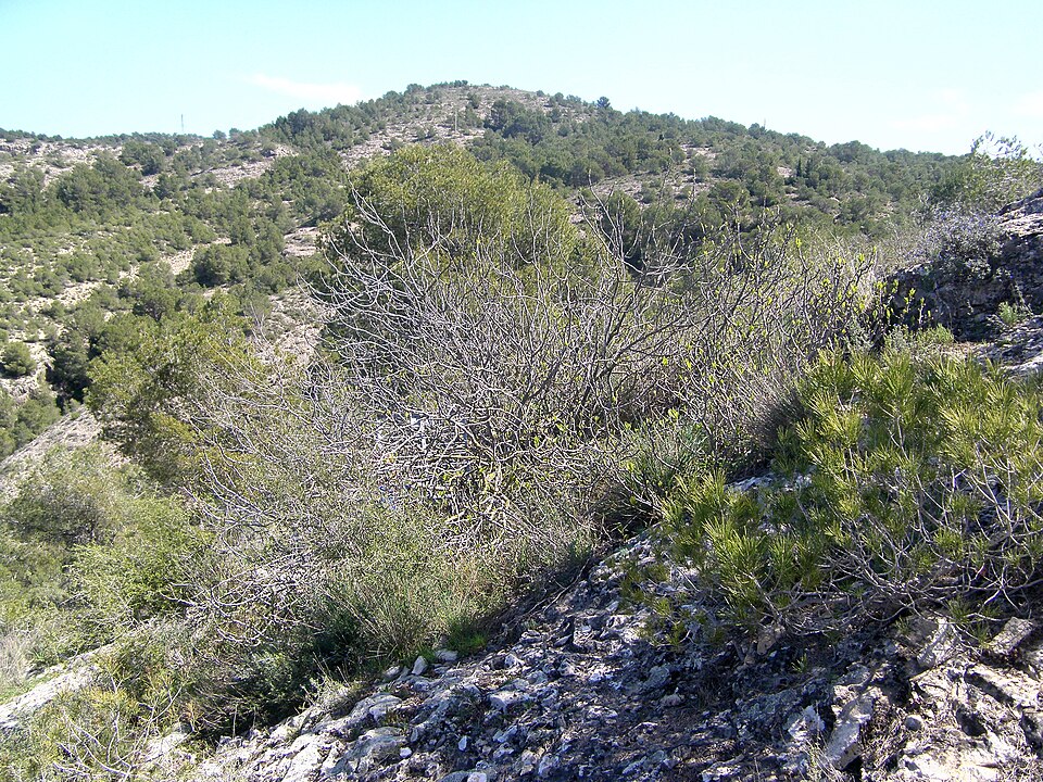 Foto 3 — Pliego, Murcia (30176)