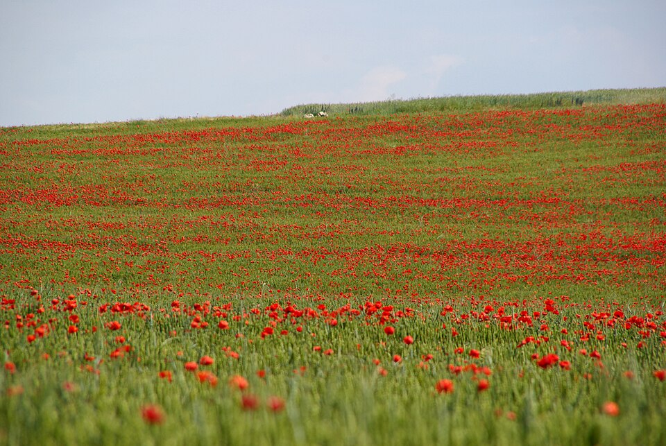 Foto 4 — Fitero, Navarra (31593)