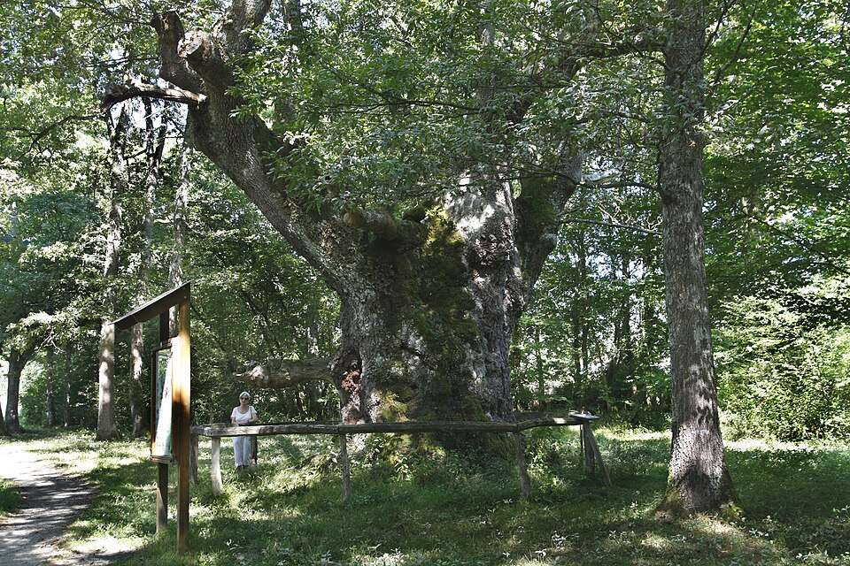 Foto 3 — Ultzama, Navarra (31797)