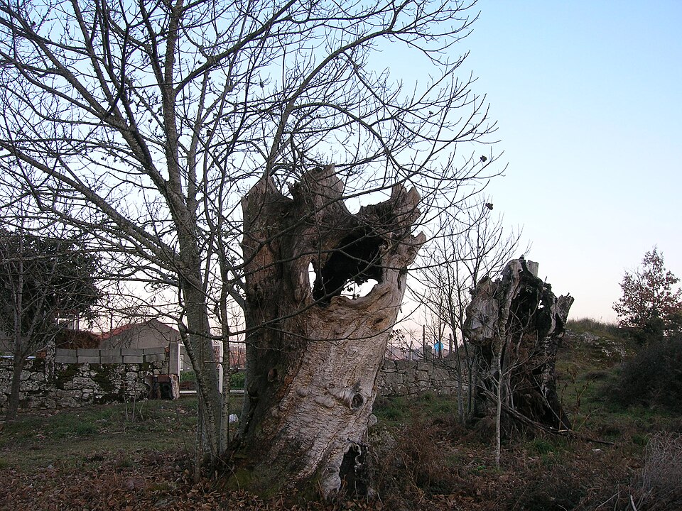 Foto 2 — Boborás, Ourense (32013)