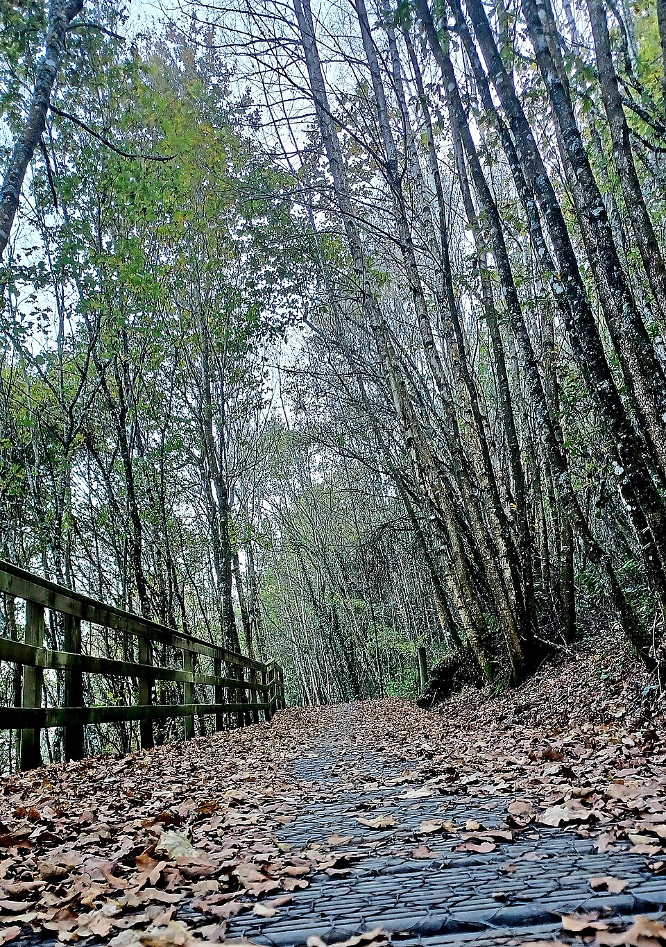 Foto 2 — Rairiz de Veiga, Ourense (32067)