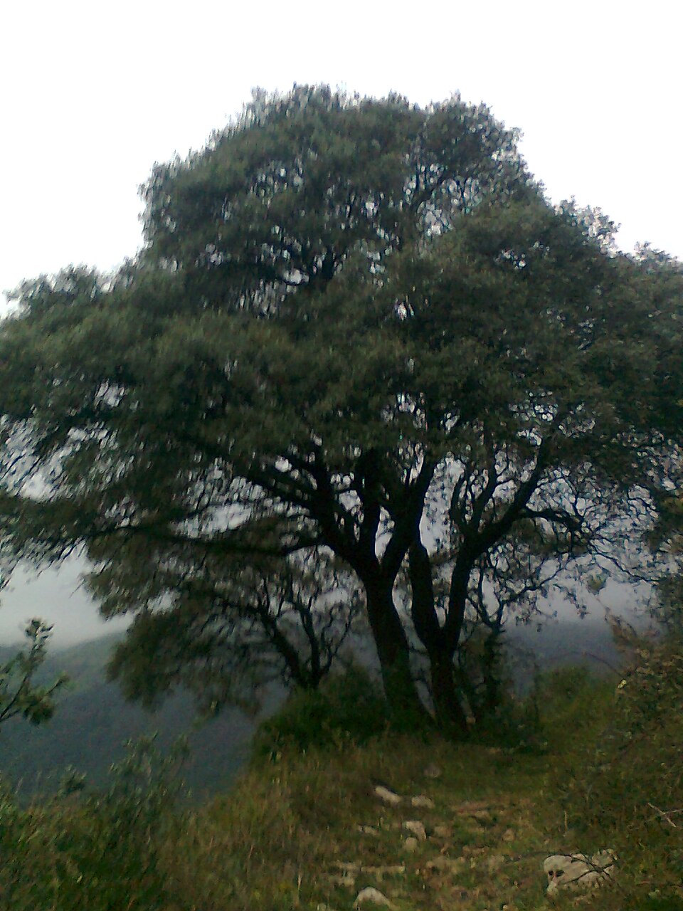 Foto 3 — Belmonte de Miranda, Asturias (33005)