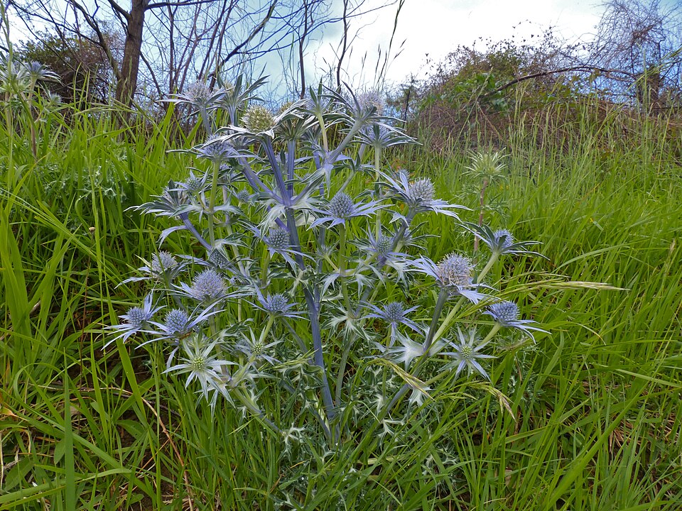 Foto 2 — Peñamellera Baja, Asturias (33047)