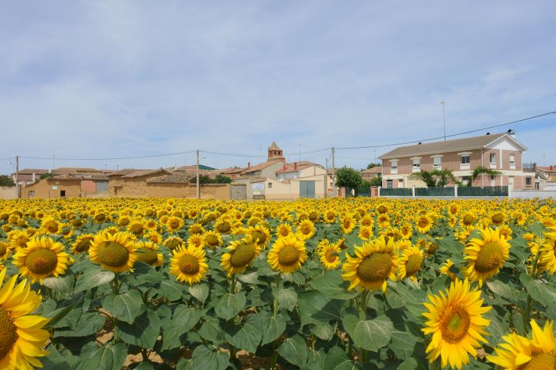 Vista de Población de Arroyo, Palencia (34347)