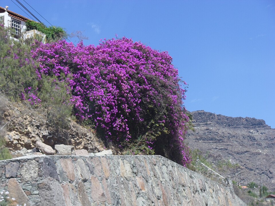 Foto 5 — Mogán, Las Palmas (35140)