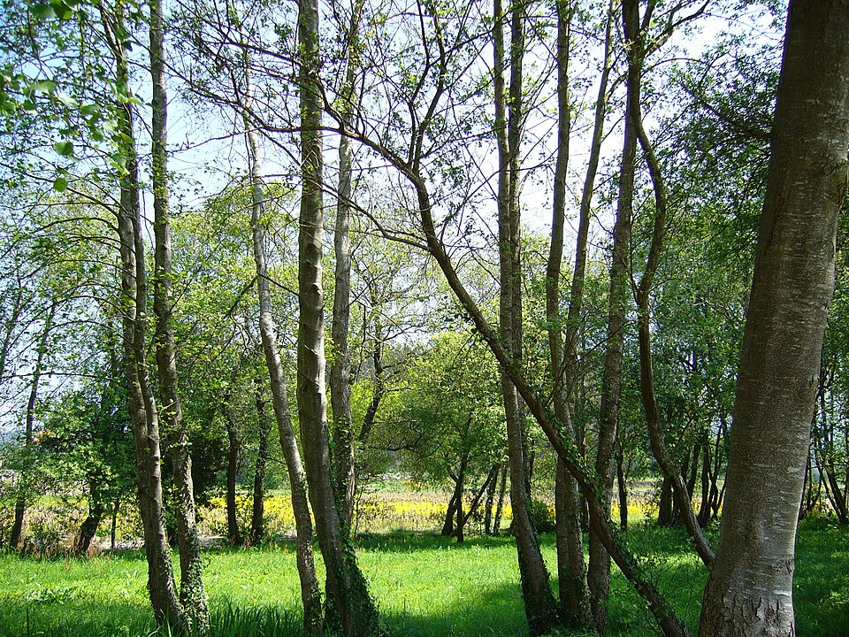 Foto 2 — Ribadumia, Pontevedra (36046)