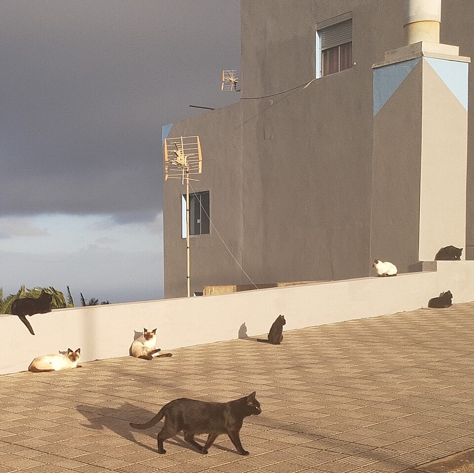 Foto 3 — Barlovento, Santa Cruz de Tenerife (38726)
