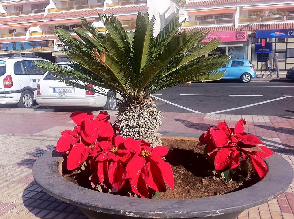Foto 2 — Guía de Isora, Santa Cruz de Tenerife (38680)