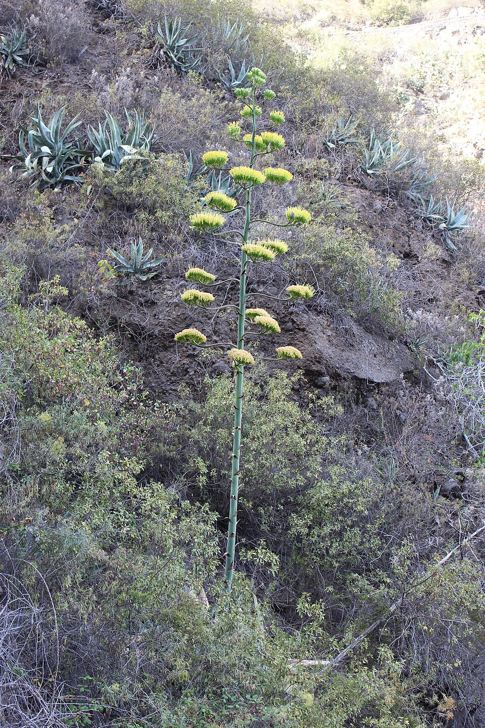 Foto 3 — Güímar, Santa Cruz de Tenerife (38500)