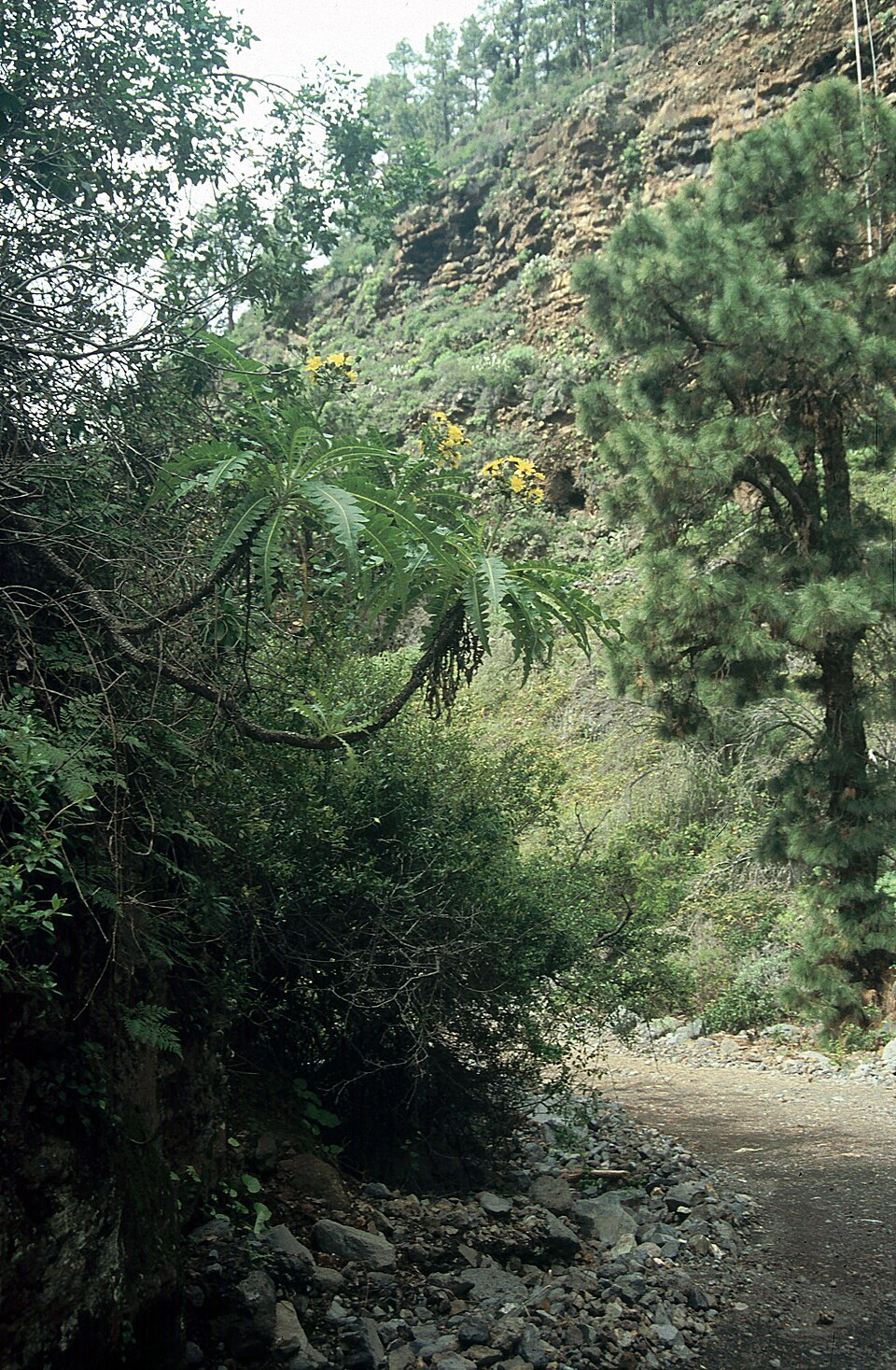 Foto 4 — Tijarafe, Santa Cruz de Tenerife (38780)