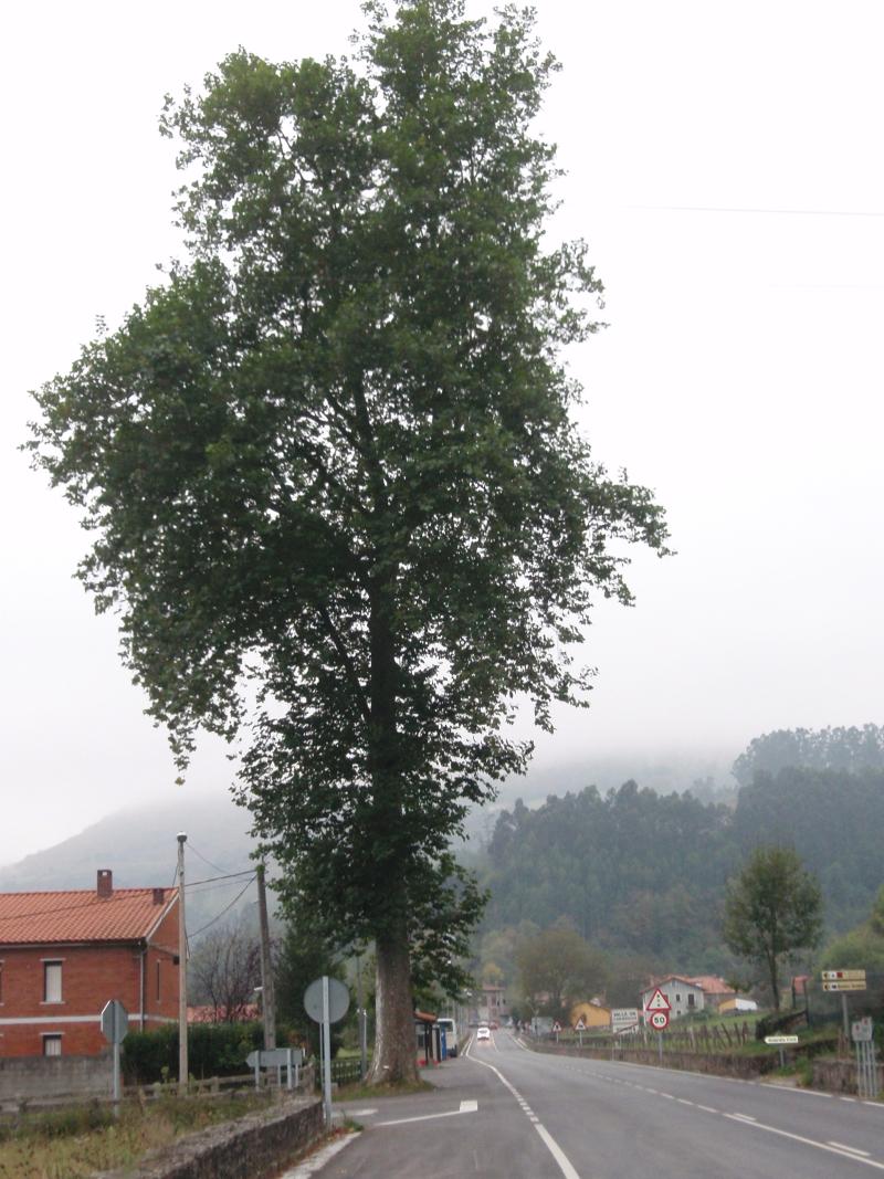 Vista de Cabuérniga, Cantabria (39014)