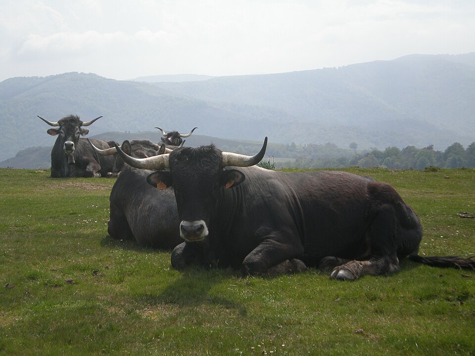 Foto 4 — Mazcuerras, Cantabria (39041)