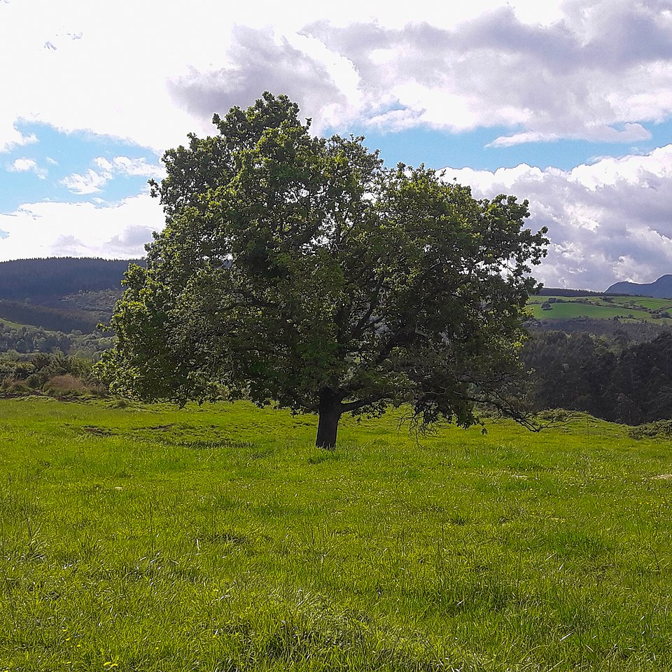 Foto 2 — Val de San Vicente, Cantabria (39095)