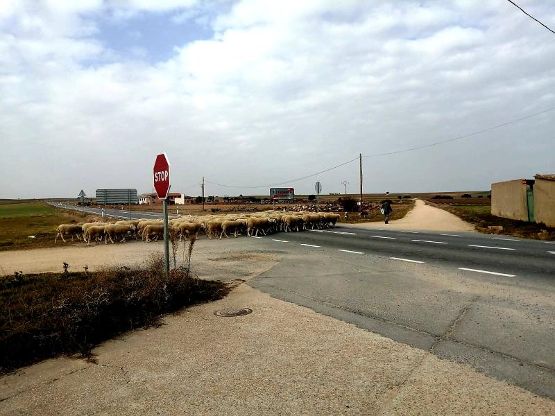 Vista de Aldeanueva del Codonal, Segovia (40462)