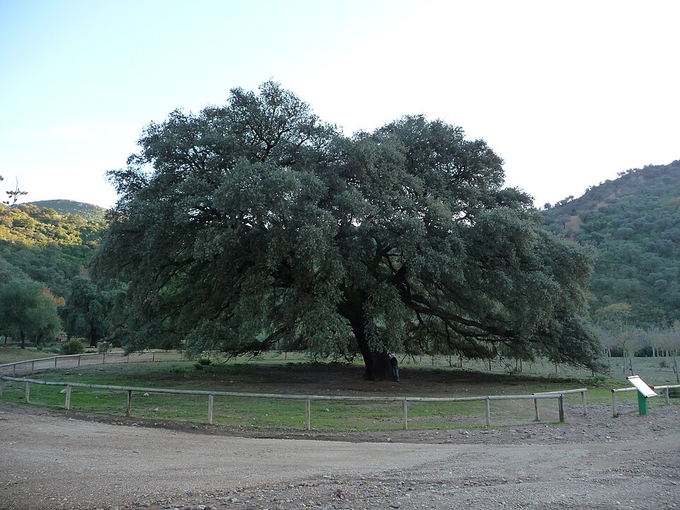 Foto 2 — Coripe, Sevilla (41780)